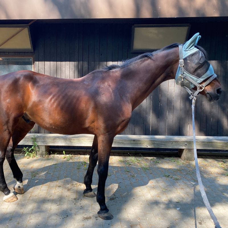 Wallach Crazy, ein Warmblut-Vollblut, in besorgniserregendem Allgemeinzustand vor einem Stall